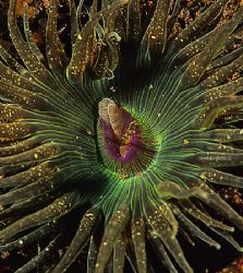 Red speckled anemone.
Aughrusmore, Connemara.
F90X, 60mm. by Mark Thomas 